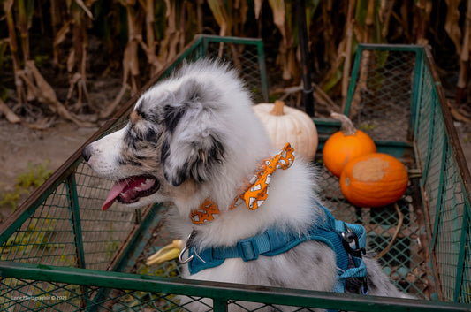 Oh my Ghost (Ruban Boucle / Bow ribbon)