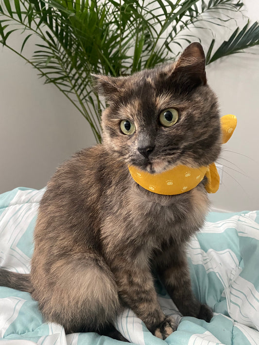 Bear Paws (Ruban boucle / Bow ribbon)