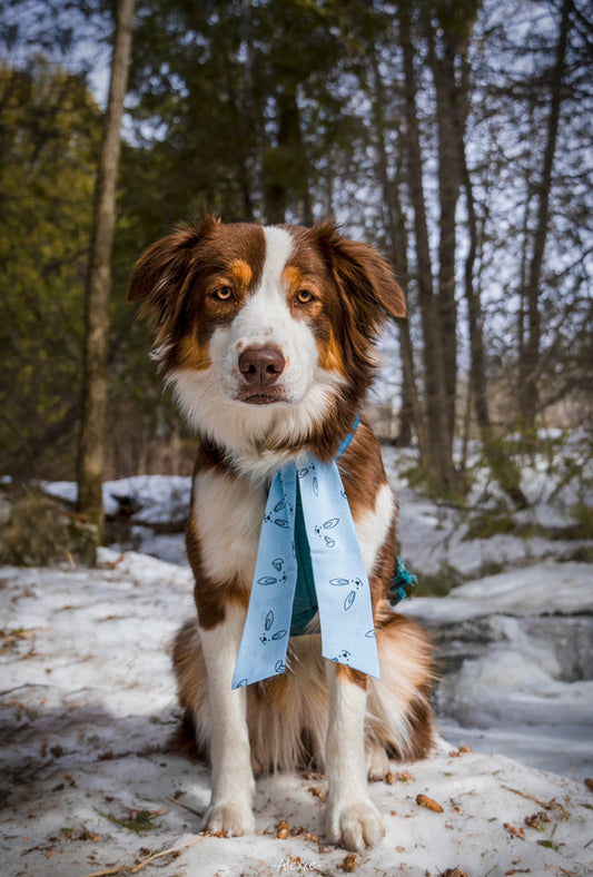 Bunny (Ruban long / Long ribbon)