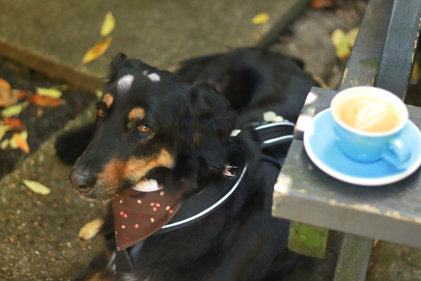 Latte - CLIPS