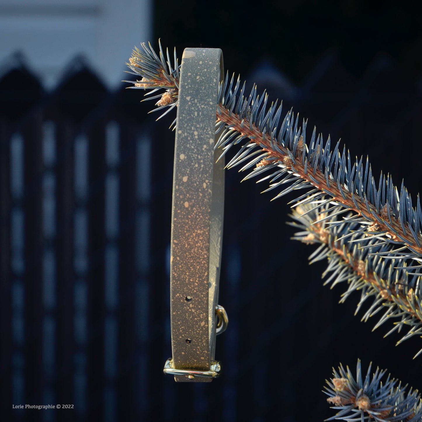 Speckled - Collier standard | Standard collar (3/4)