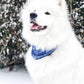 Snow Day