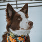 Dino (Avec ruban/With ribbon)