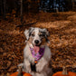 Tricks for Treats