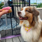 Donut Come At Me