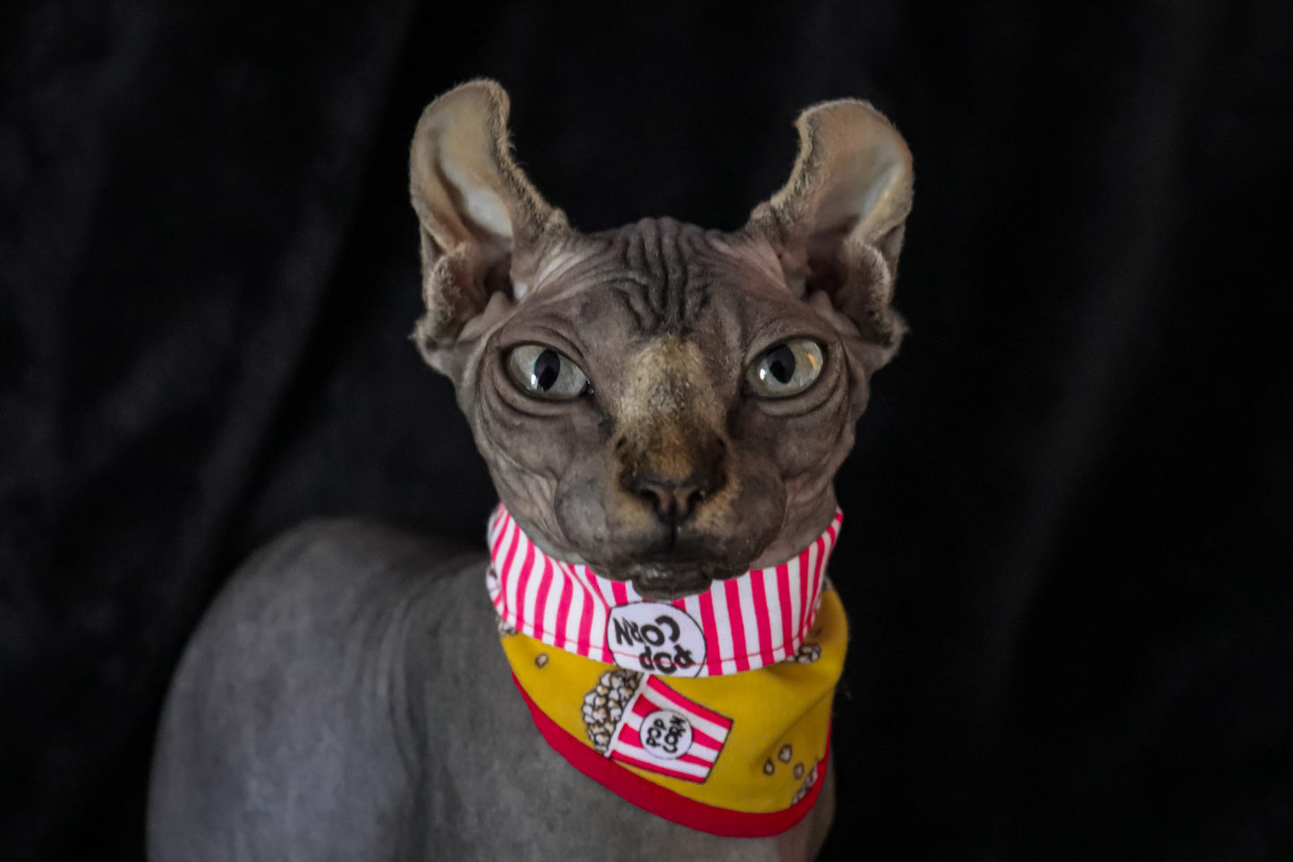 Movie Night - Clips
