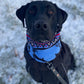 Snowy - Bleu/Blue