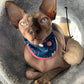 Kitty Knitting